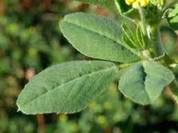 Attēlu rezultāti vaicājumam “Medicago lupulina leaf”