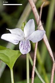 Attēlu rezultāti vaicājumam “Viola epipsila flower”