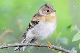 Attēlu rezultāti vaicājumam “Fringilla montifringilla”