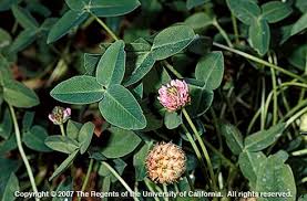 Attēlu rezultāti vaicājumam “Trifolium fragiferum”