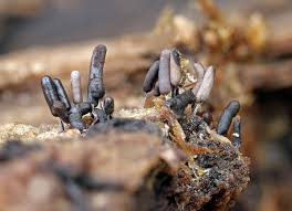 Attēlu rezultāti vaicājumam “Didymium clavus”