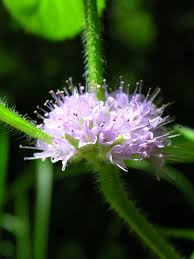 Attēlu rezultāti vaicājumam “Mentha arvensis flower”