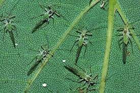 Attēlu rezultāti vaicājumam “Drepanosiphum platanoidis”