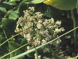 Attēlu rezultāti vaicājumam “Lepidium latifolium”