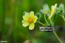 Image result for Potentilla recta