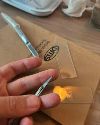 Attēlu rezultāti vaicājumam “Typhula erythropus”