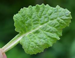 Attēlu rezultāti vaicājumam “Primula veris leaf”
