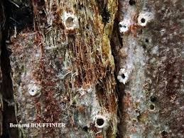 Attēlu rezultāti vaicājumam “Stictis”