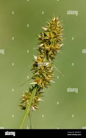 Attēlu rezultāti vaicājumam “Carex vulpina”