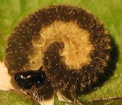 Attēlu rezultāti vaicājumam “Tenthredo mandibularis larva”