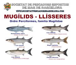 Image result for Liza ramada