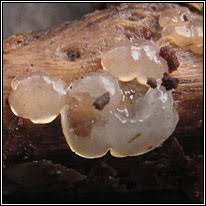 Attēlu rezultāti vaicājumam “Exidia thuretiana”