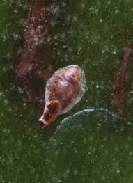 Attēlu rezultāti vaicājumam “Lepidosaphes ulmi imago”