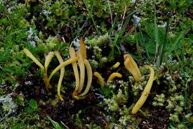 Attēlu rezultāti vaicājumam “Clavaria sphagnicola”