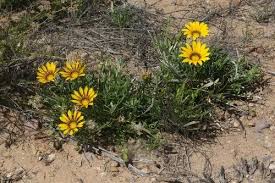 Image result for Gazanien