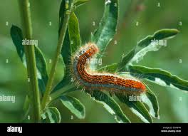 Attēlu rezultāti vaicājumam “Malacosoma castrensis larva”