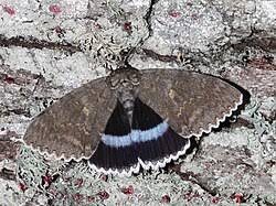 Attēlu rezultāti vaicājumam “Catocala fraxini”