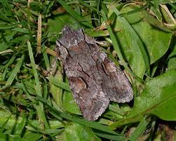 Attēlu rezultāti vaicājumam “Lithophane furcifera”