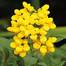 Image result for Calceolaria