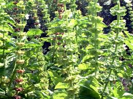 Attēlu rezultāti vaicājumam “Ocimum basilicum flower”