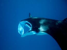 Image result for Mobula alfredi