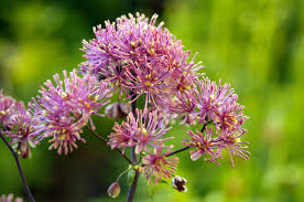 Attēlu rezultāti vaicājumam “Thalictrum aquilegifolium flower”
