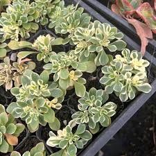 Image result for Aichryson