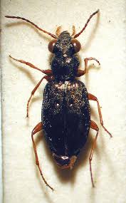 Attēlu rezultāti vaicājumam “Asaphidion pallipes”