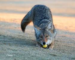 Image result for Hartlepool Coyotes