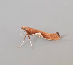 Attēlu rezultāti vaicājumam “Caloptilia stigmatella”