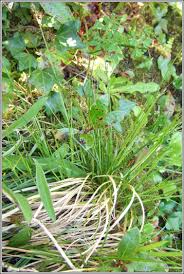 Attēlu rezultāti vaicājumam “Carex caryophyllea fruit”