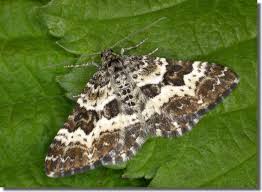 Attēlu rezultāti vaicājumam “Epirrhoe tristata imago”