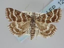 Attēlu rezultāti vaicājumam “Evergestis extimalis”