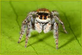 Attēlu rezultāti vaicājumam “Xanthogramma sp.”