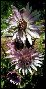 Attēlu rezultāti vaicājumam “Cymbalaria muralis flower”