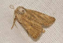 Attēlu rezultāti vaicājumam “Chortodes fluxa”