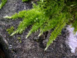 Attēlu rezultāti vaicājumam “Homalothecium sericeum”