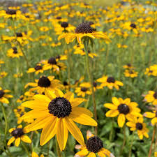 Image result for Rudbeckia fulgida