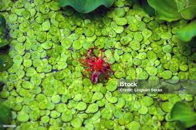 Attēlu rezultāti vaicājumam “Spirodela polyrhiza”