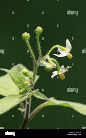 Attēlu rezultāti vaicājumam “Solanum nigrum flower”