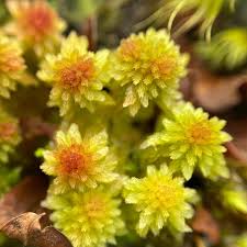 Attēlu rezultāti vaicājumam “Pohlia sphagnicola”