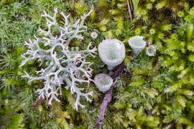 Attēlu rezultāti vaicājumam “Cladonia pyxidata”