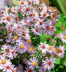 Image result for Aster novi-belgii