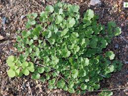 Attēlu rezultāti vaicājumam “Saxifraga granulata leaf”