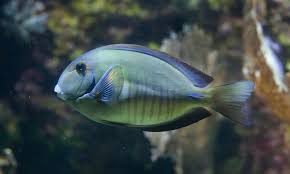Image result for Acanthurus chirurgus