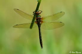 Attēlu rezultāti vaicājumam “Cordulia aenea”