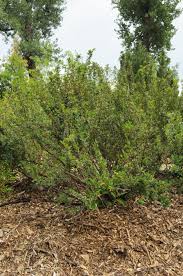 Attēlu rezultāti vaicājumam “Cotoneaster divaricatus”