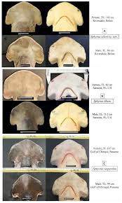 Image result for Sphyrna