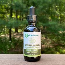 Image result for Artemisia annua