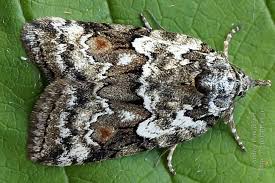 Attēlu rezultāti vaicājumam “Nycteola sp.”